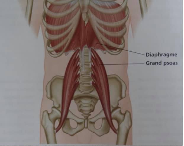 Psoas diaphragme