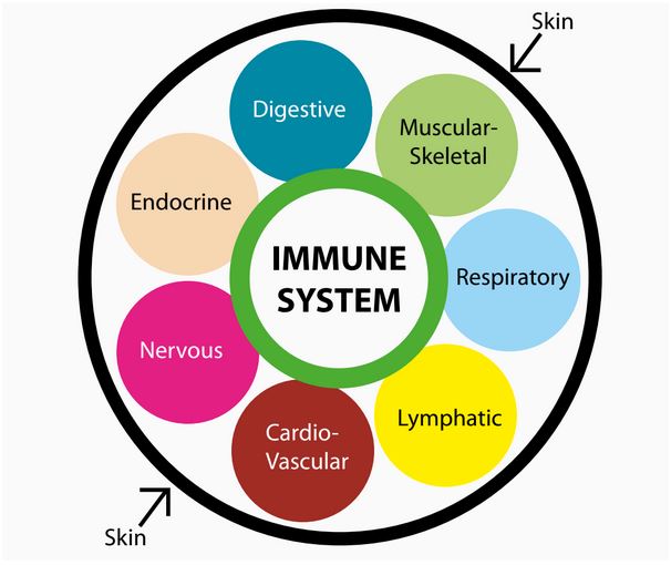 Systeme immunitaire